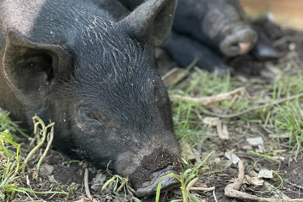 Tournesol Farms pig from the 2026 pork pre-order batch