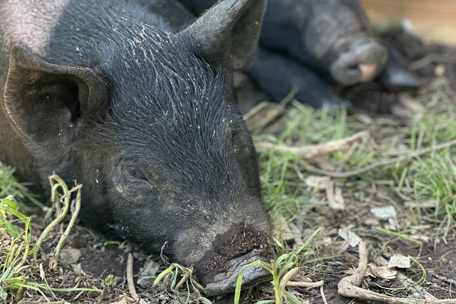 Tournesol Farms pig from the 2026 pork pre-order batch