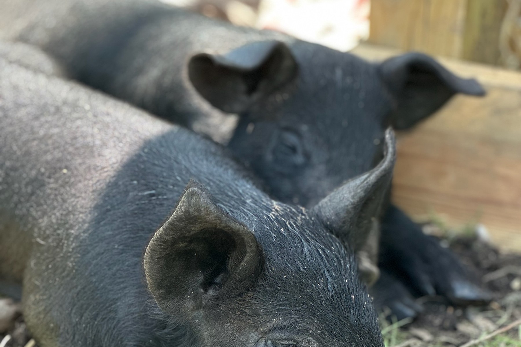 Tournesol Farms pigs from the 2026 pork pre-order batch